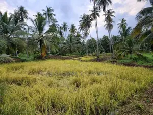 Estate For Sale in Katupotha - Kurunegala