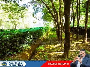 Estate for Sale in Mathugama