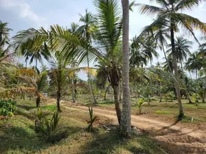 Estate For Sale in Katupotha - Kurunegala