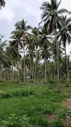 Coconut Estate for Sale Kurunegala