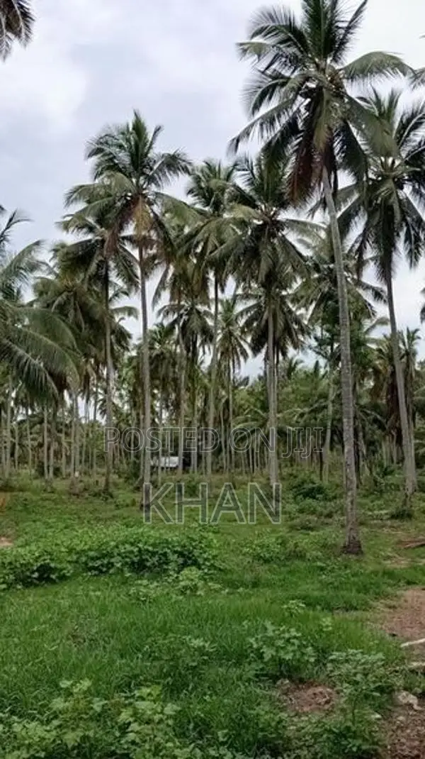 Coconut Estate for Sale Kurunegala