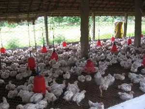Estate with Poultry Farm for Sale in Bingiriya