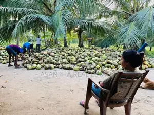 (AF330) 10 Acre Coconut Estate for Sale in Attaweilwa Puttalam