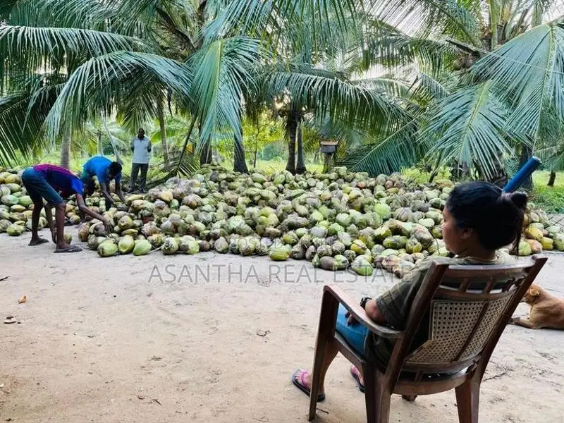 (AF330) 10 Acre Coconut Estate for Sale in Attaweilwa Puttalam