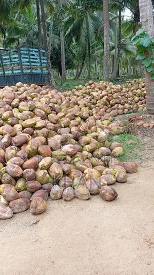 Coconut Estate for Sale Kurunegala
