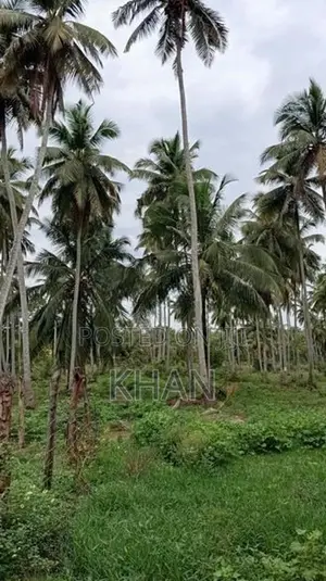 Coconut Estate for Sale Kurunegala