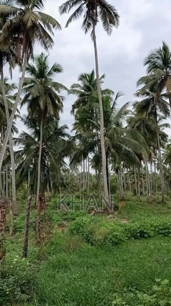 Coconut Estate for Sale Kurunegala