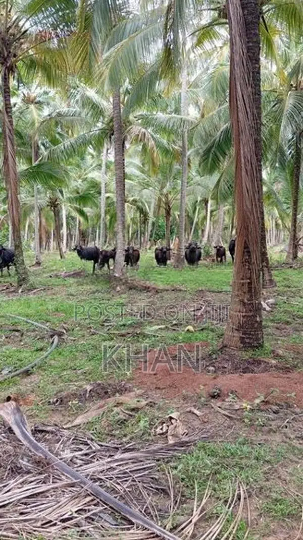 Coconut Estate for Sale Kurunegala