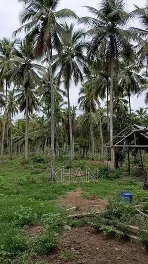 Coconut Estate for Sale Kurunegala