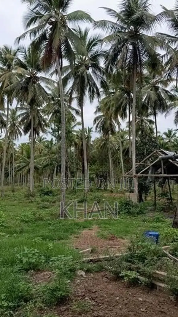 Coconut Estate for Sale Kurunegala
