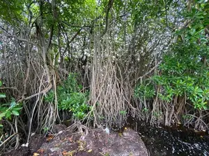 Negombo : 124 perches Hotel Land for Sale facing Lagoon and Bus Road