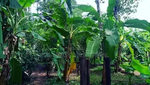 Polgasowita : 38 Perches commercial Land For Sale Facing Colombo Road
