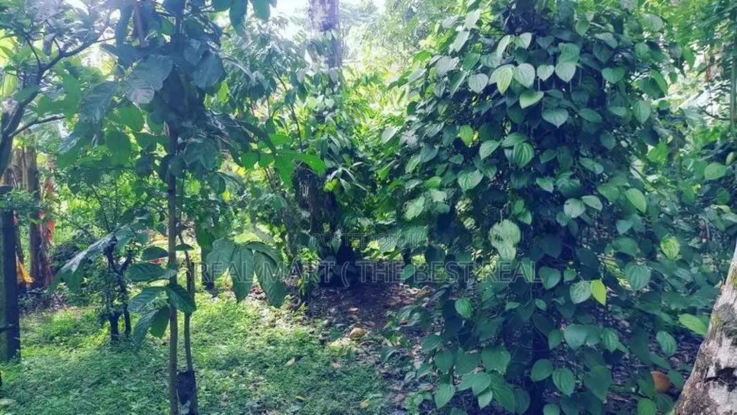 Polgasowita : 38 Perches commercial Land For Sale Facing Colombo Road