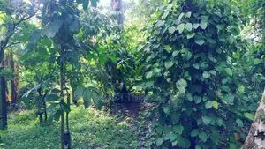 Polgasowita : 38 Perches commercial Land For Sale Facing Colombo Road