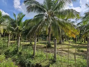 Land Sale - Nelukkulam