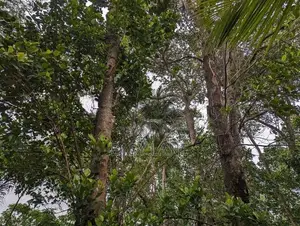 කුරුණෑගල Highway පිවිසුම් අසල,සුපිරි ඉඩම ඉක්මණින් විකිණීමට