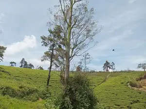 Land for Sale Nuwara Eliya