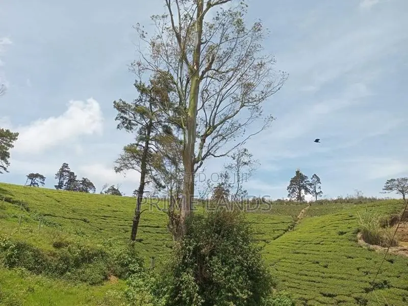 Land for Sale Nuwara Eliya