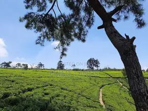 Land for Sale Nuwara Eliya
