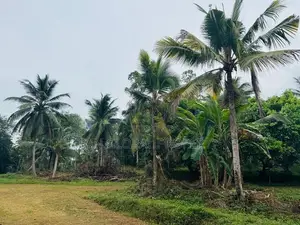 Estate for Sale in Gampaha