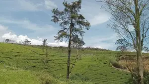 Land for sale Nuwara Eliya Road