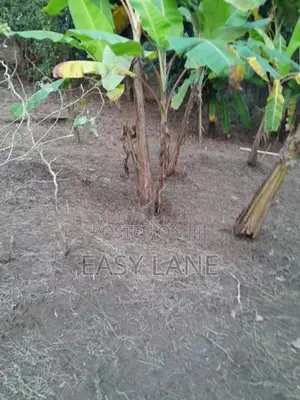 නුවර පල්ලෙකැලේ ජාත්‍යන්තර ක්‍රීඩාංගනය ආසන්නයෙන් බිම් කොටසක්