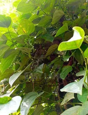 පර්වස් 89 ගම්මිරිස් වගාව ඉඩමක් විකිණීමට තෙල්දෙණිය
