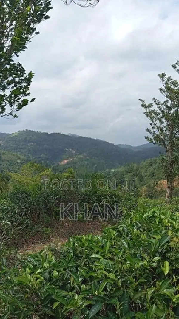 Tea Land for Sale Rangala