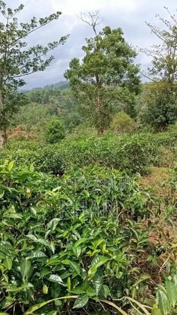 Tea Land for Sale Rangala