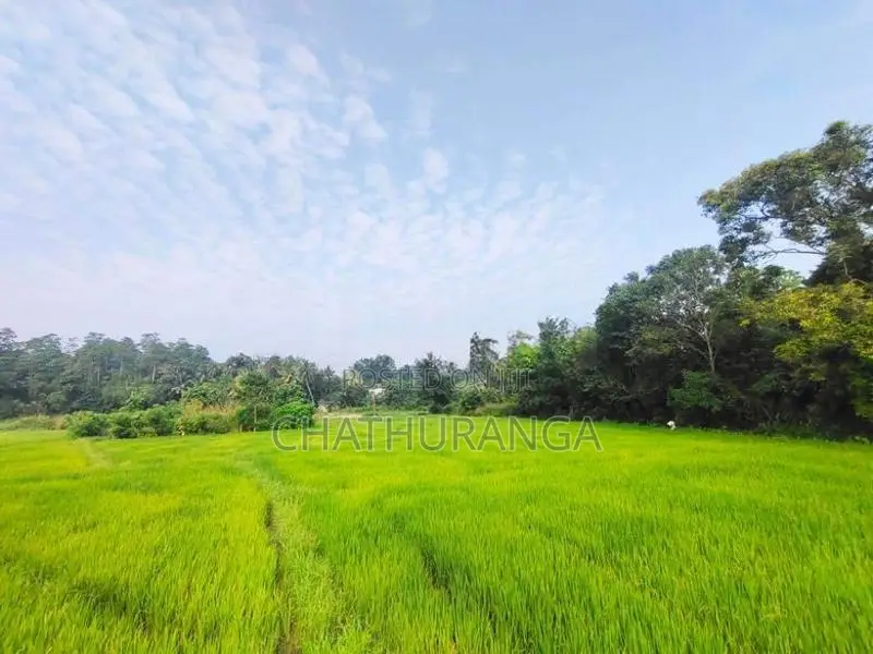 Paddy Field View Land for Sale Kadawatha කුඹුරු මායිම් ඉඩම්