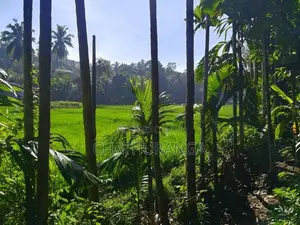 Paddy Field View Land for Sale Kadawatha කුඹුරු මායිම් ඉඩම්