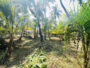 (AFA925) 58 P Land At 200 M Galle Road Wadduwa Kalutara