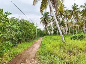 Cultivated Land for Sale in Wattala - Bopitiya