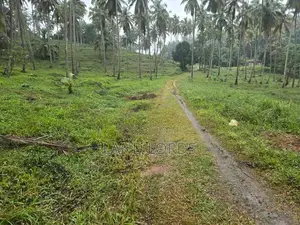 INCOME GENERATING | Premium Coconut Estate in Kurunegala For Sale