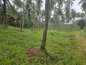 INCOME GENERATING | Premium Coconut Estate in Kurunegala For Sale