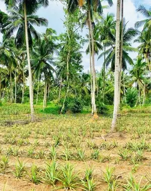Commercial Land for Sale in Waliweriya (sp1080)