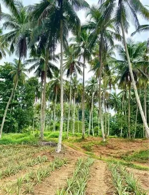 Commercial Land for Sale in Waliweriya (sp1080)