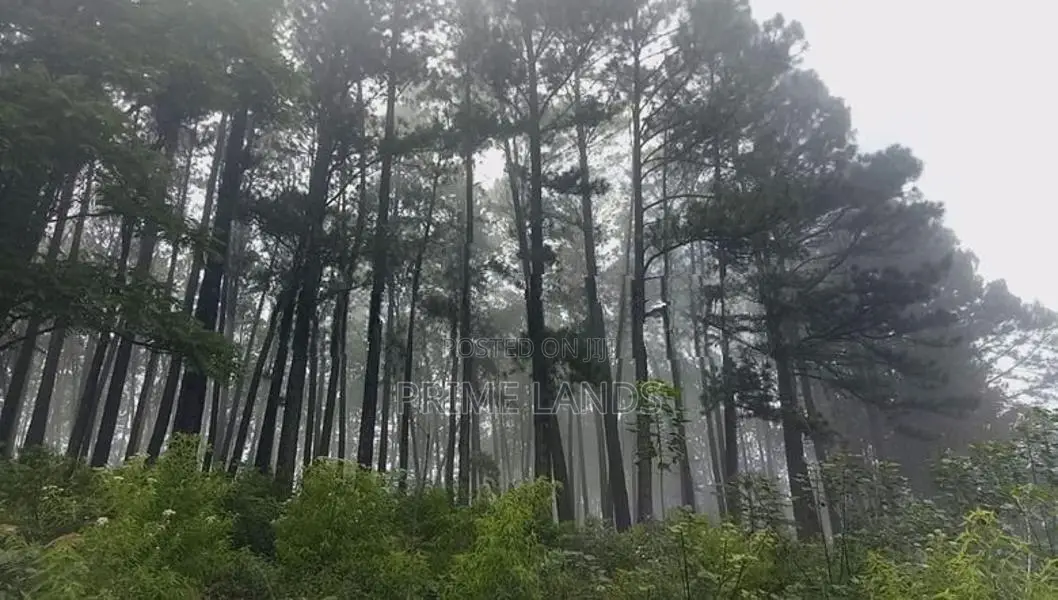 Land for Sale Nuwara Eliya Road