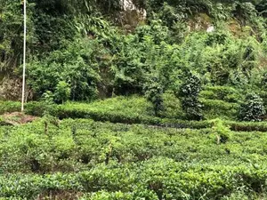 Estate for Sale in Rathnapura