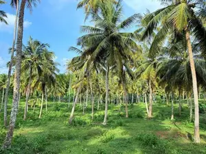 Coconut Estate for Sale in Matara