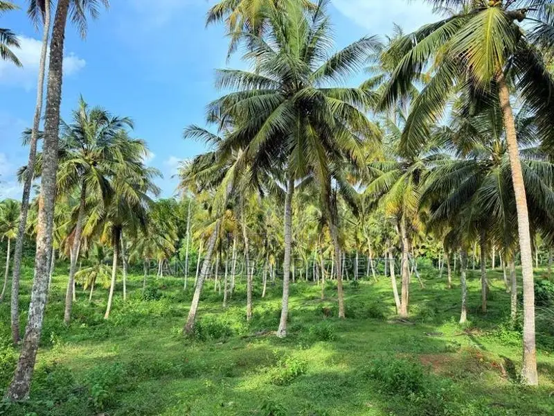 Coconut Estate for Sale in Matara