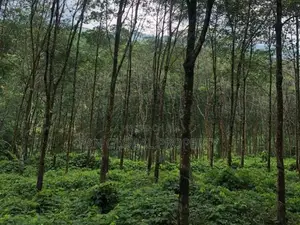 Estate for Sale in Rathnapura