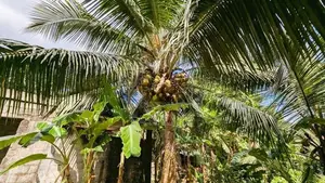 හංවැල්ල පර්චස් 17.5 ඉඩමක්