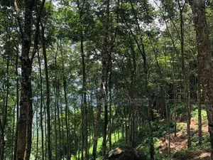 Estate for Sale in Rathnapura