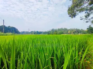 Paddy Field Front Land for Sale Kadawatha