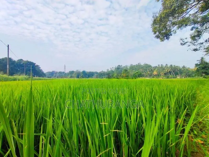 Paddy Field Front Land for Sale Kadawatha
