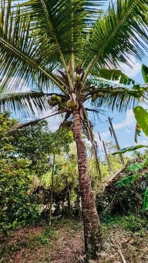 Land for Sale in Hanwella