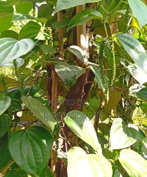 Kandy Land for Sale