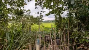 Udugampola සුපිරි වෙල් යායට මුහුණලා ඇති වටිනා ඉඩමක් විකිණීමට