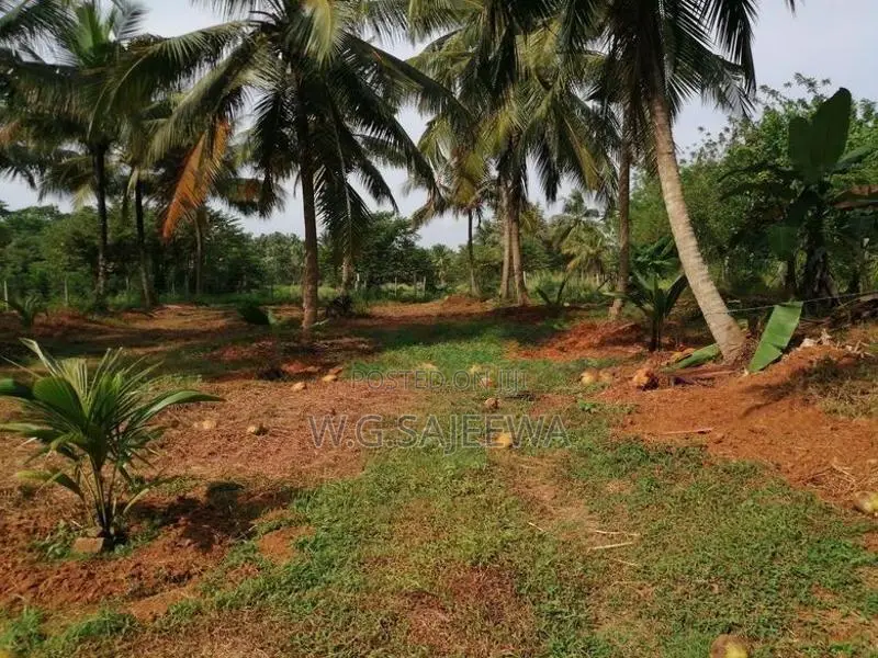 Farming Land Sale in Godigamuwa
